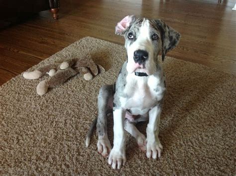 12 week old great dane